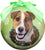 Christmas Dog Shatterproof Ball Ornament